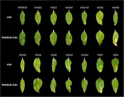 Ten Broad Spectrum Resistances to Downy Mildew Physically Mapped on the Sunflower Genome